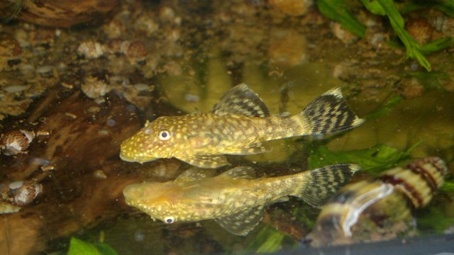 mlada 5 mesiacov