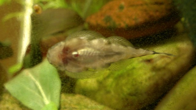 Gastromyzon humilis 2