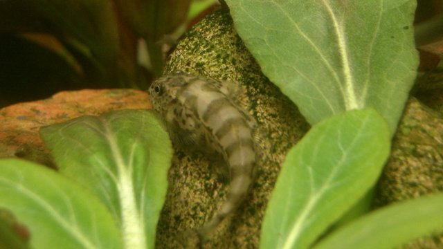 Gastromyzon humilis 1
