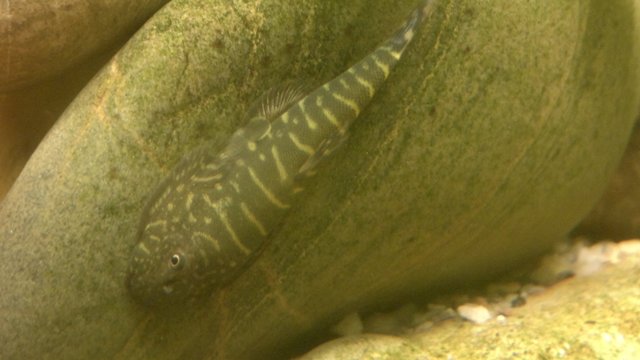 Gastromyzon sp. 2