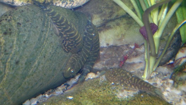 Gastromyzon sp. 3
