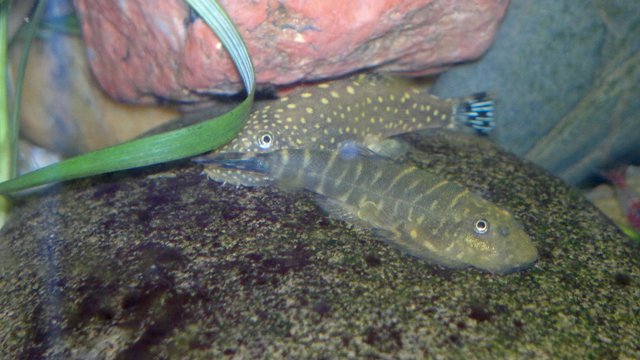 Gastromyzon sp. 1