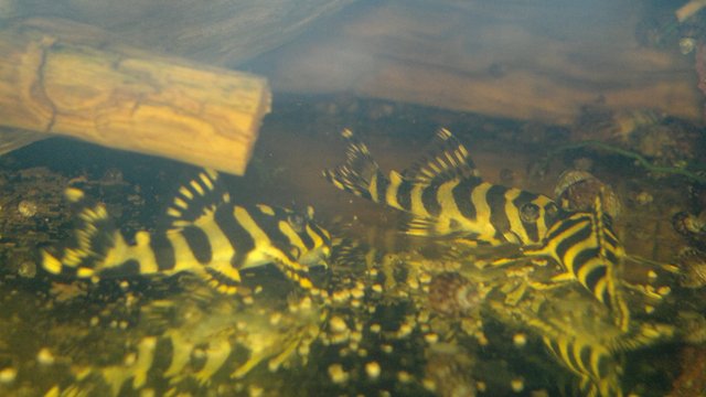 L134 Peckoltia compta 1