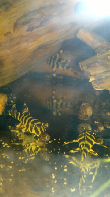 L134 Peckoltia compta 2
