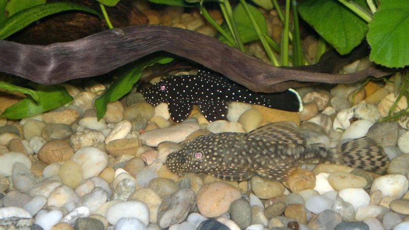 L213 a Ancistrus sp.