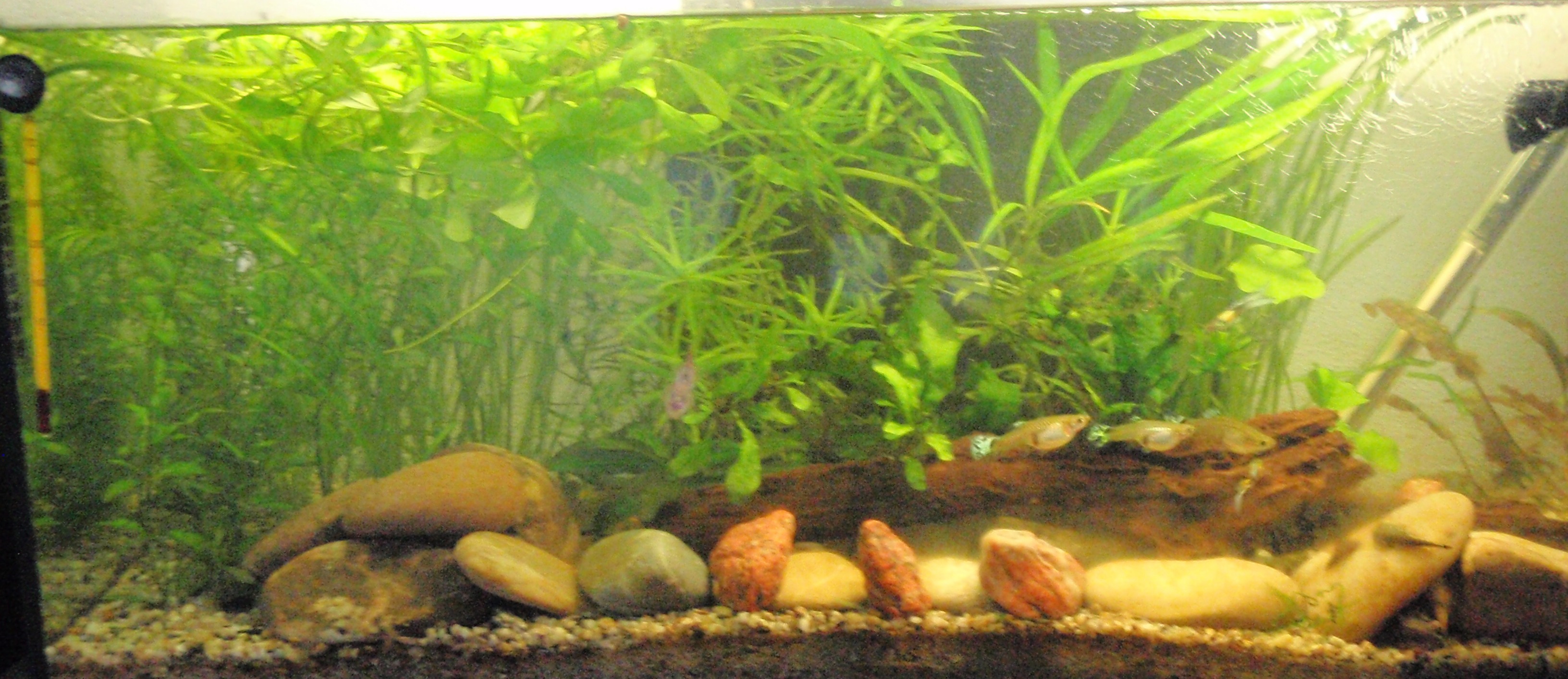 10.5.2013 akvarium prve