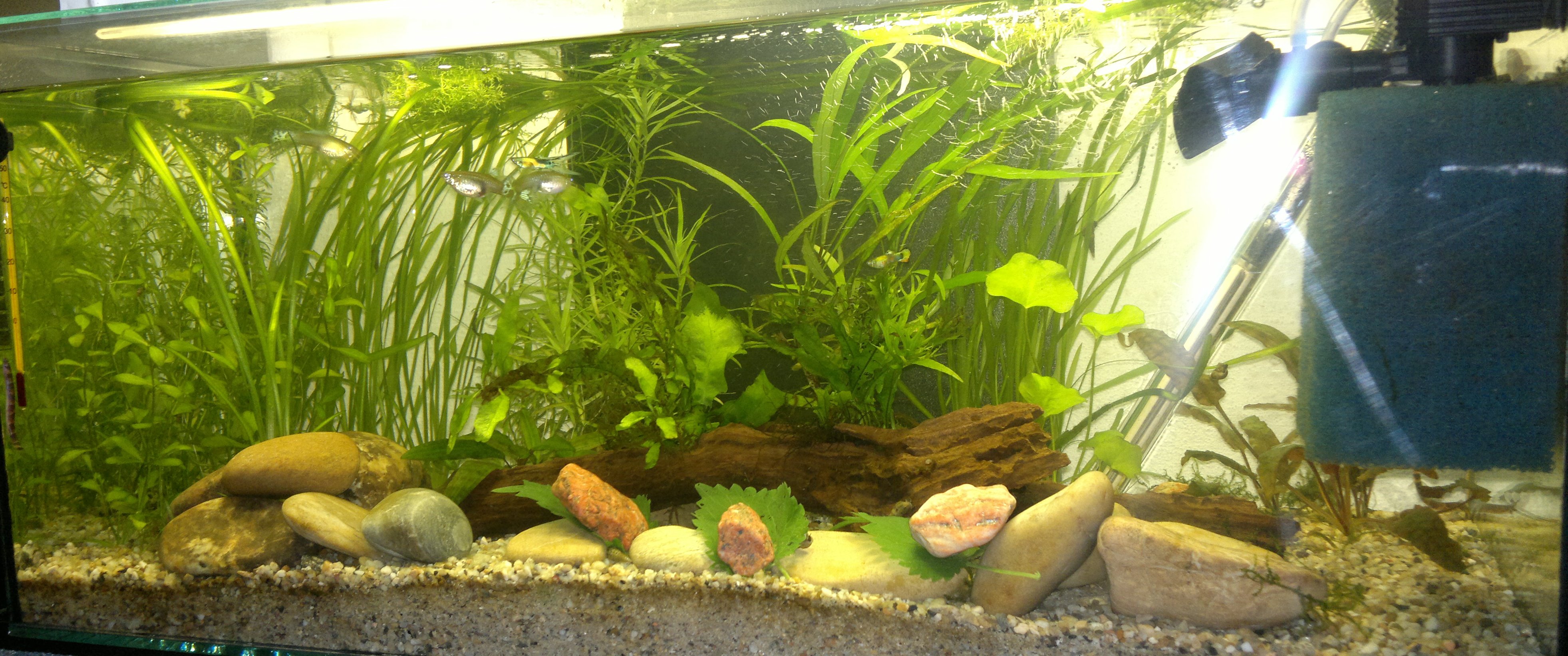 12.05.2013 akvarium prve