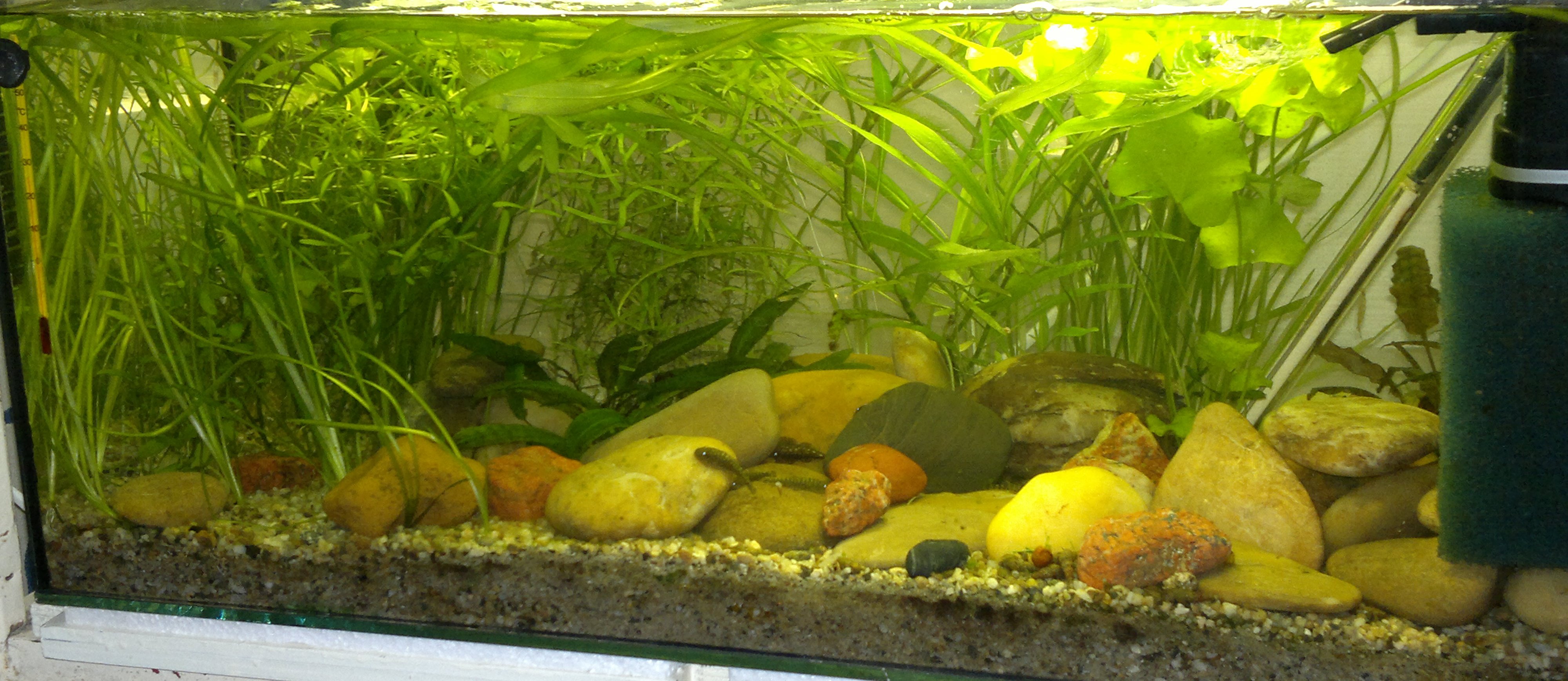 09.06.2013 akvarium prve