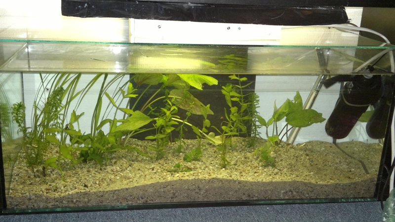 14.03.2013 akvarium prve 2