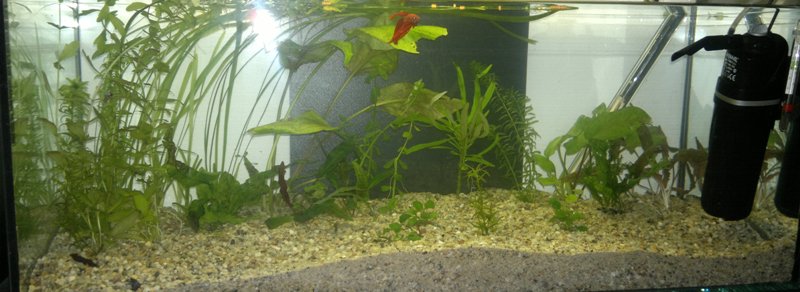 24.03.2013 akvarium prve
