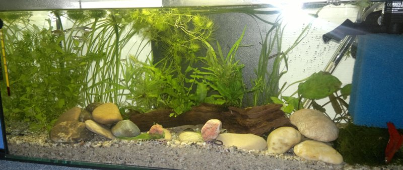 10.04.2013 akvarium prve