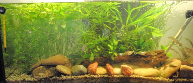 10.5.2013 akvarium prve