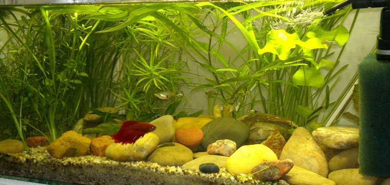 26.05.2013 akvarium prve-zmensene