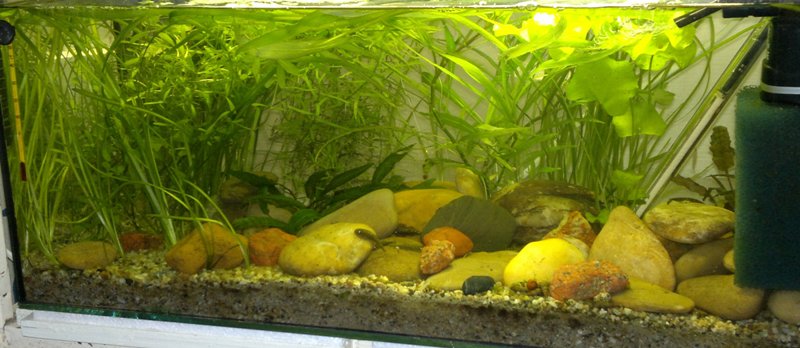09.06.2013 akvarium prve