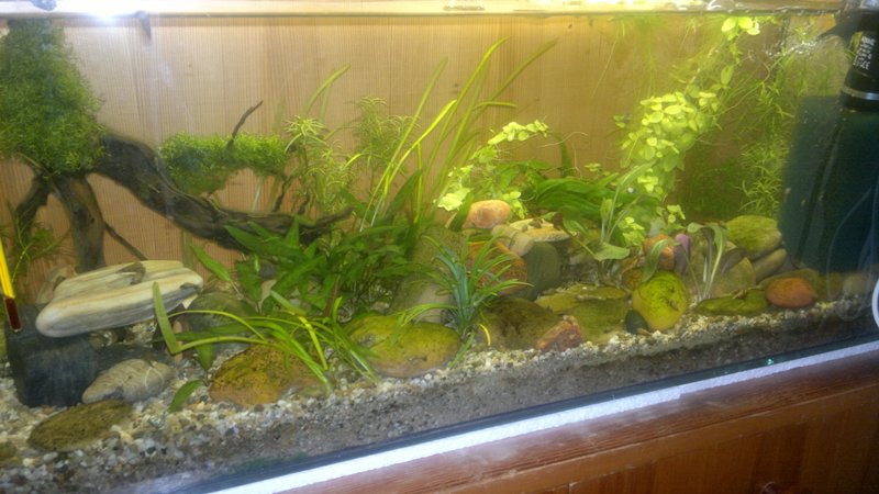 24.10.2013 akvarium prve
