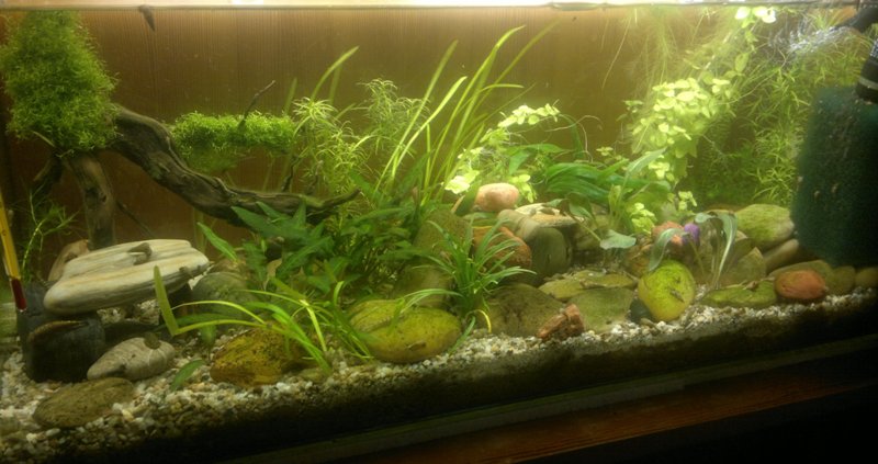 24.10.2013 akvarium prve 2