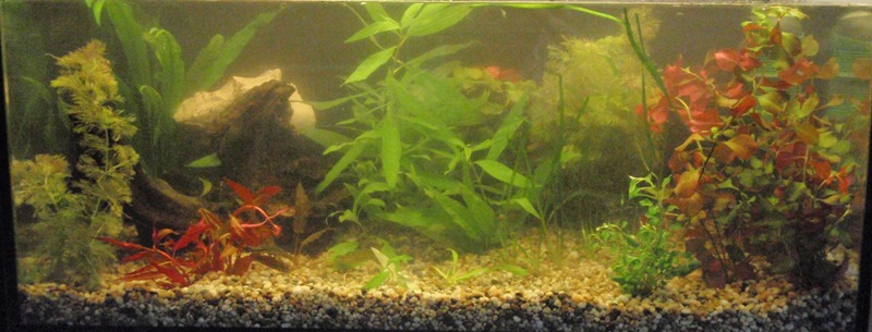 1.5.2013 zalozenie akvarium velke
