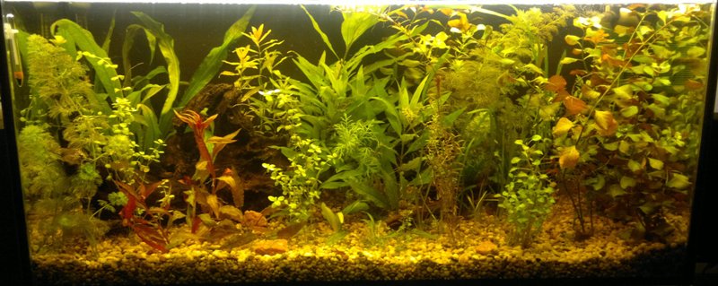 21.5.2013 akvarium velke