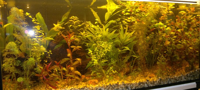 29.05.2013 akvarium velke 2