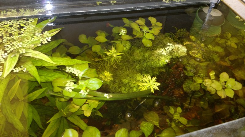 29.05.2013 akvarium velke