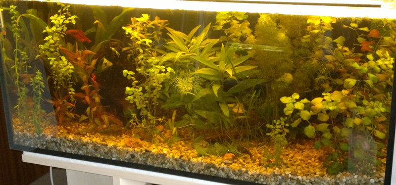09.06.2013 akvarium velke