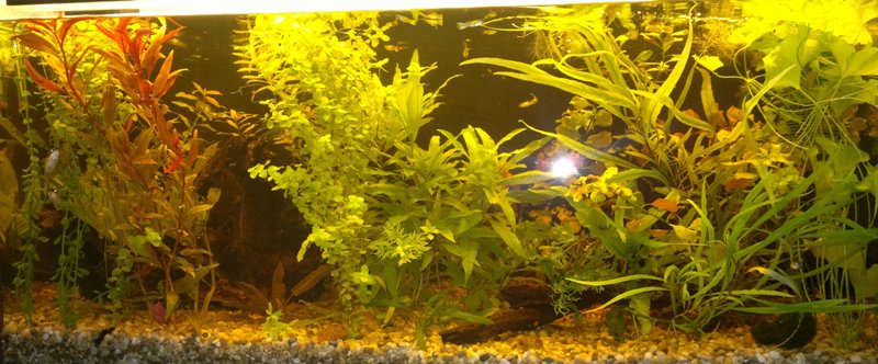 03.10.2013 akvarium velke