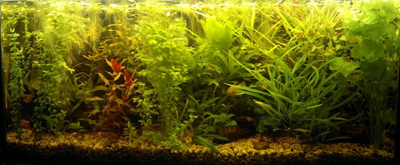 22.11.2013 akvarium velke 2
