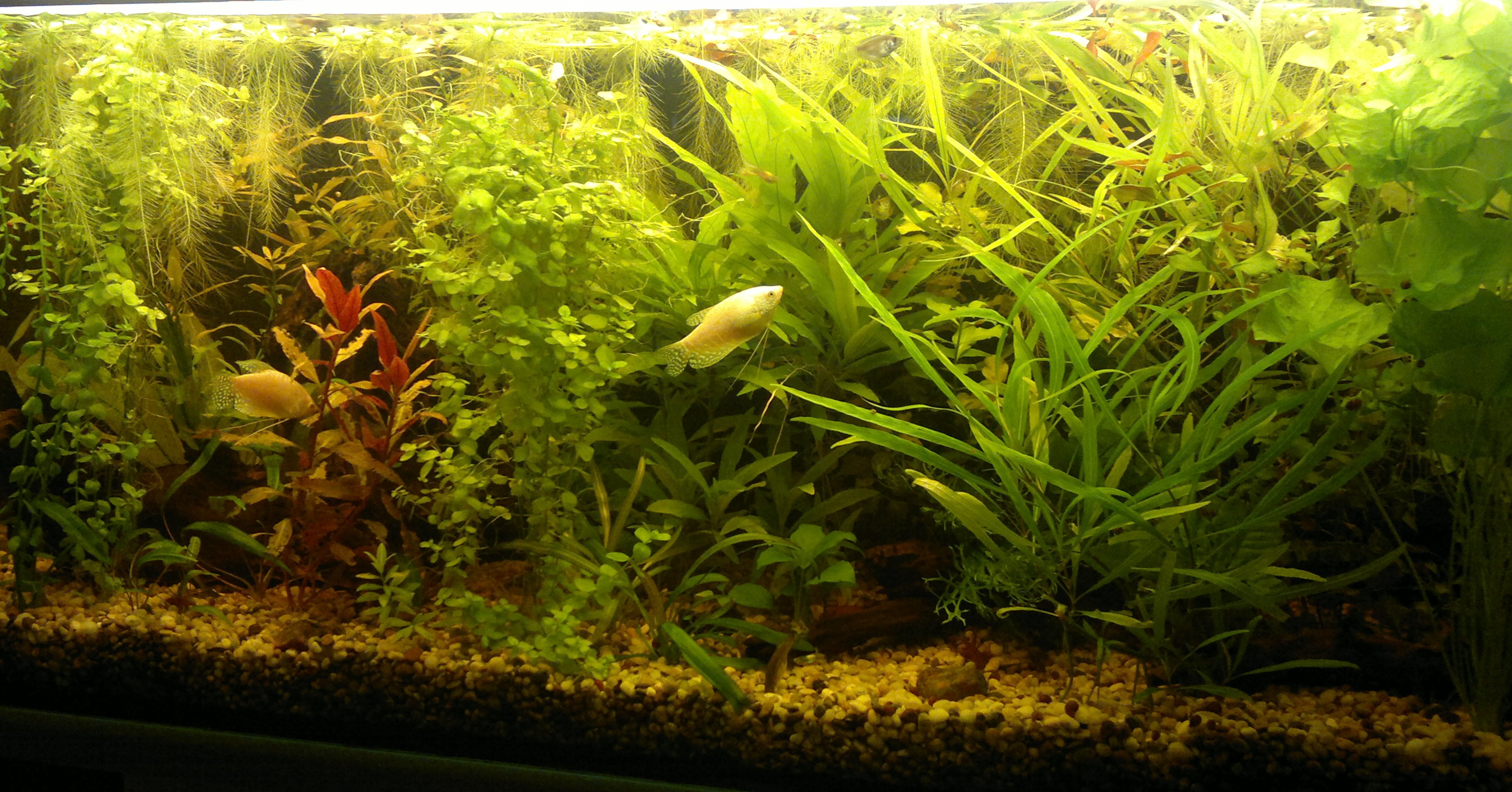 22.11.2013 akvarium velke