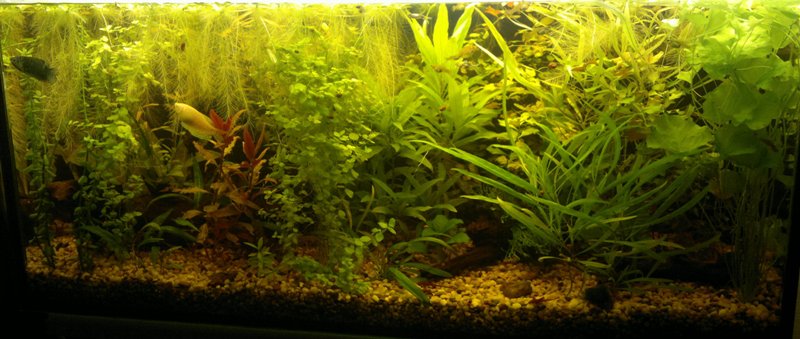 25.11.2013 akvarium velke