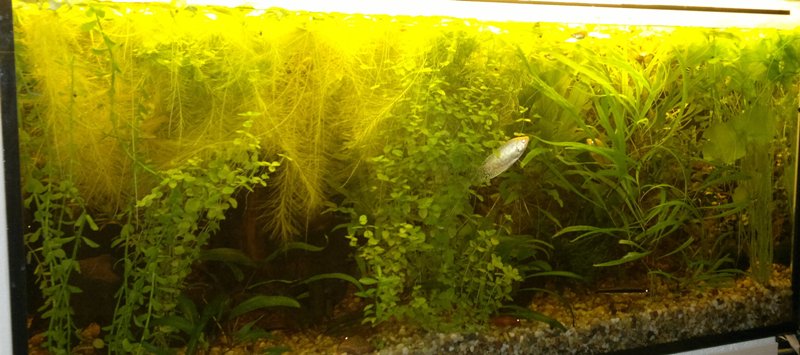 02.01.2014 akvarium velke 3