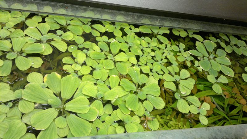 02.01.2014 akvarium velke