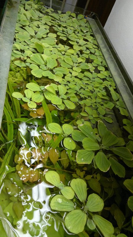 02.01.2014 akvarium velke 2