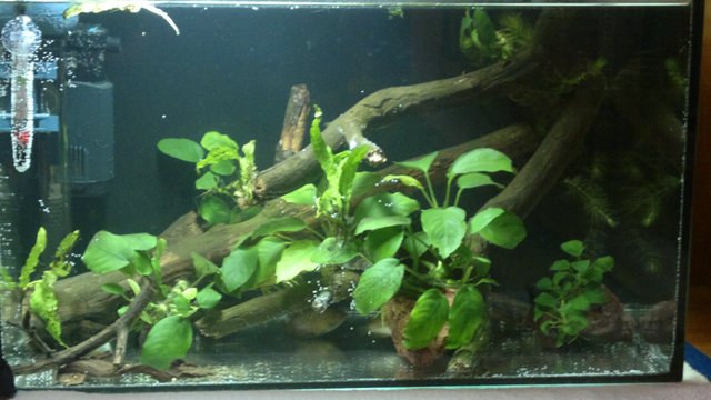 07.04.2013 akvarium 3