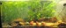 10.5.2013 akvarium prve