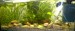 12.05.2013 akvarium prve