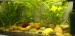 26.05.2013 akvarium prve