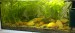 09.06.2013 akvarium prve